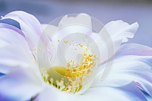 Blooming cactus flower.