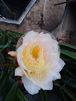 blooming cactus flower in front of the house