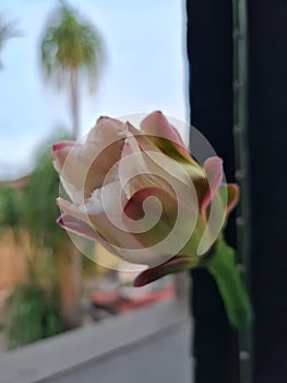 Blooming cactus flower in front of my house.