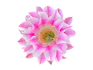 blooming cactus flower isolate on white background