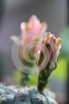 Blooming cactus flower. Macro photo. close-ups and details.