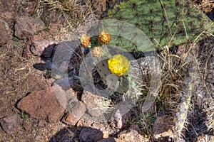 Blooming Cactus flower in Mexican Desert