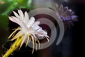 Blooming Cactus Flower Mirror