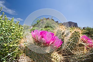 Blooming cactus flowers photo