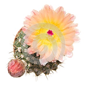 Blooming cactus, isolated photo
