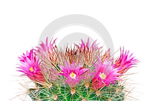 Blooming cactus mammillaria
