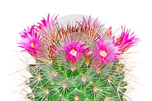 Blooming cactus mammillaria