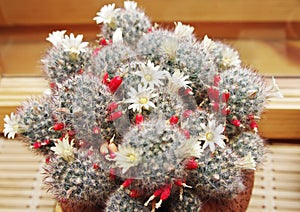 Blooming cactus Mammillaria