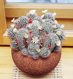 Blooming cactus Mammillaria