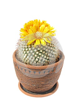 Blooming cactus Parodia mutabilis