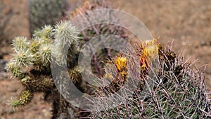 Blooming Cactus at the Phoenix Sonoran Preserve