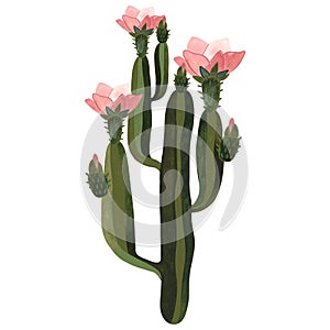 Blooming cactus with pink flowers. Plants for the home. Floriculture. Desert flora. Isolated watercolor illustration on