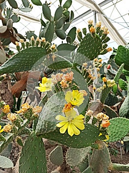 Blooming cactus plants in the botanical garden. Yellow colour flower