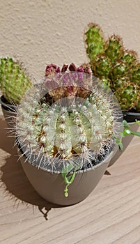 Blooming cactus in a pot