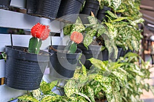 A blooming cactus in a pot in a flower shop. Many cacti and other plants nearby