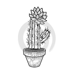 Blooming cactus in pot sketch vector illustration