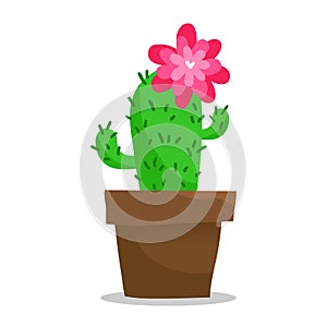Blooming cactus in pot, on white