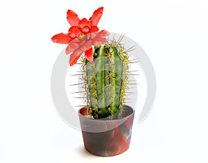 Blooming Cactus With Purple Flower