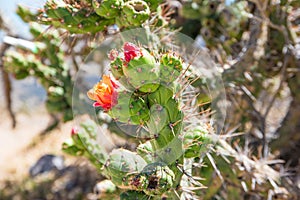 Blooming cactus on the roadside in Peru