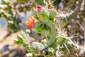 Blooming cactus on the roadside in Peru