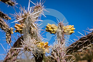 Blooming Cactus with Thorns