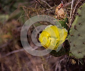 A Blooming Cactus in Whiting Ranch Wilderness Park