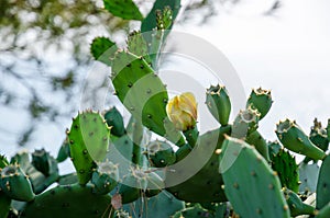 Blooming cactus in the wild nature