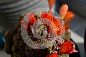 Blooming cactus on the window garden