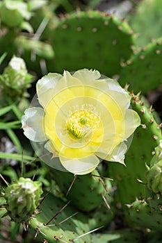 Blooming cactus with yellow flower, close up