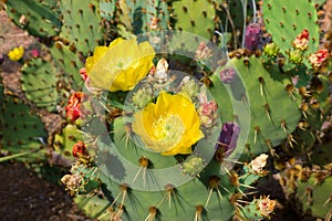 Blooming Cactuses Cactaceae Opuntia photo