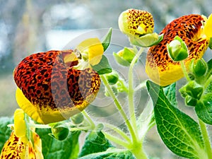 Blooming calceolaria