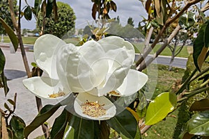 Blooming California Magnolia on a Cloudy Day photo