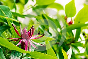 Blooming California spicebush Calycanthus occidentalis