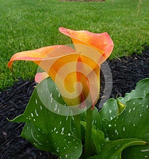 Blooming Callas