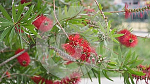Blooming Callistemon flowers pollinate the bees. Beautiful red flowers resembling brushes.