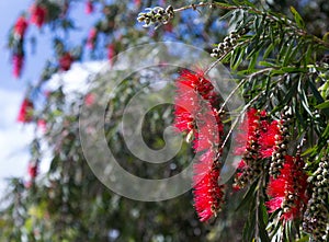 Blooming Callistemon viminalis in spring