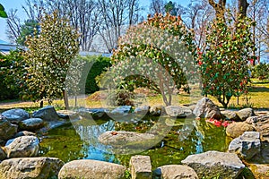 Blooming camellia bushes at the pond, Camellia Park of Locarno, Switzerland