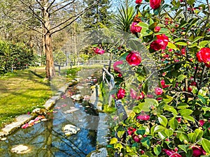 Blooming camellia by the creek, Camellia Park of Locarno, Switzerland