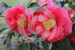 Blooming camellia.Rose color Camellia flowers, closep photo.