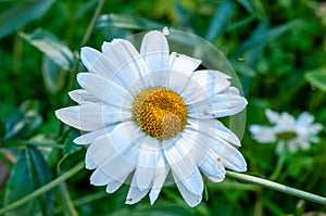 Blooming camomile
