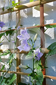 Blooming campanula persicifolia. Beautiful flowers on the background of wooden trellis