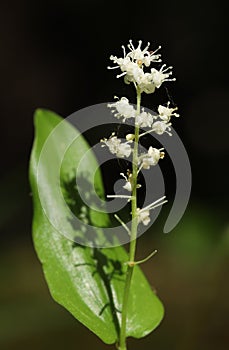 Blooming Canada Mayflower (Maianthemum canadense)