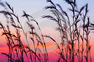 Blooming cane flowers blowing in the wind against sunset sky