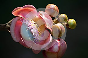 Blooming cannon ball tree, couroupita guianensis flower