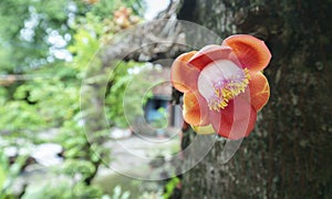 Blooming cannon ball tree, this flower`s scientific name is couroupita guianensis