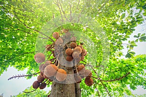 Blooming cannon ball tree, this flower`s scientific name is couroupita guianensis