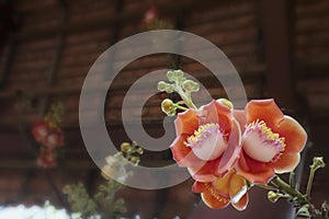 Blooming cannon ball tree, this flower`s scientific name is couroupita guianensis