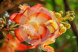 Blooming Cannonball Tree Flower