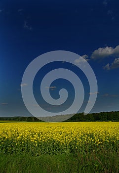 The blooming canola