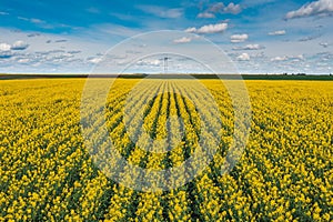 Blooming canola crop plantation in spring from drone pov, high angle view aerial photo